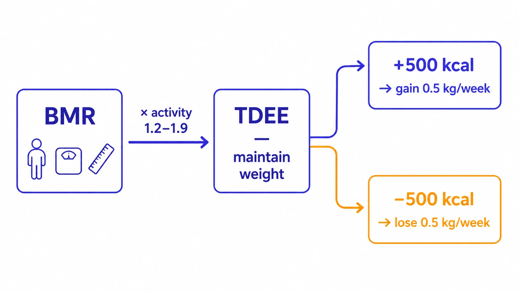 Flux du BMR vers le TDEE avec objectifs de déficit et de surplus caloriques — diagramme du calculateur de calories de maintien